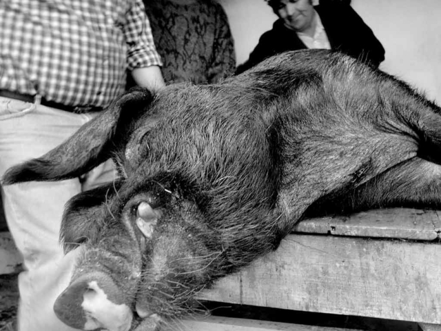 Fotografía de Autor en La Matanza del cerdo